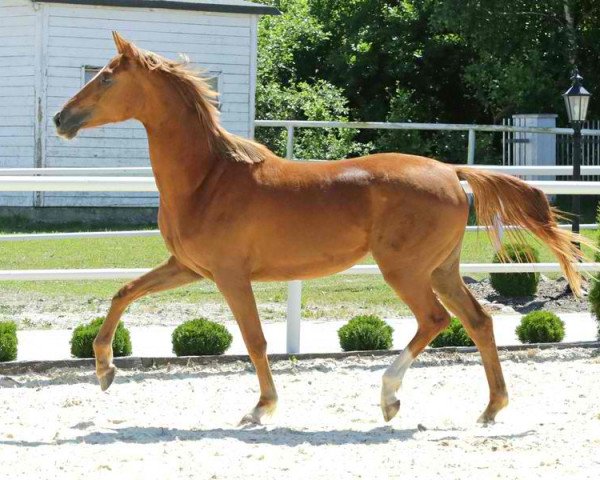 broodmare Davoni (Hanoverian, 2016, from De Niro)