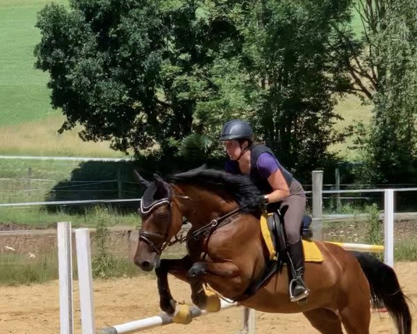 dressage horse Arosa B (Holsteiner, 2008, from Limbus)