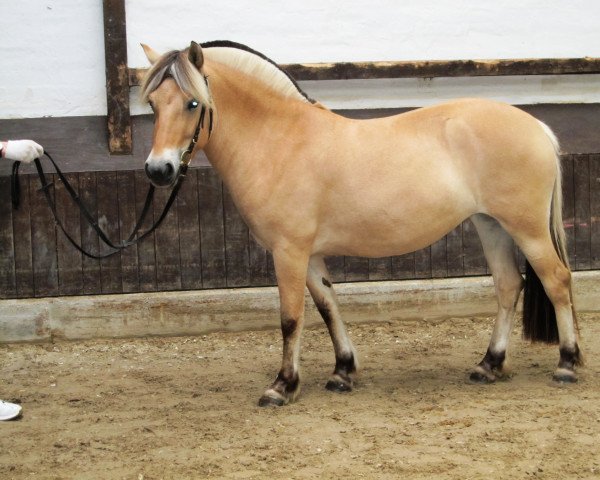 broodmare Ilotta (Fjord Horse, 2009, from Igor)