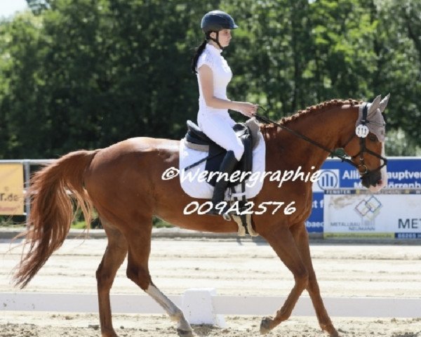 dressage horse Golden Horse (Austrian Warmblood, 2011, from Guffi)