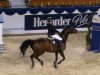 jumper Tap Dancer (KWPN (Royal Dutch Sporthorse), 2000, from Gran Corrado)