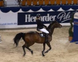 jumper Tap Dancer (KWPN (Royal Dutch Sporthorse), 2000, from Gran Corrado)