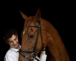 jumper Piuro (Hanoverian, 2008, from Perigueux)