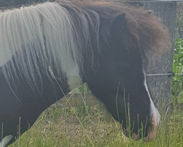 Pferd Tiponis Princess Chenoa (Shetland Pony (unter 87 cm), 2020, von Yago von der Klia)