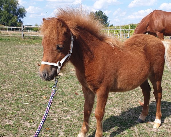 Pferd Tiponis Yuma (Shetland Pony (unter 87 cm), 2022, von Yago von der Klia)