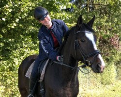 dressage horse Barnie 28 (German Sport Horse, 2014, from Baccaccio)