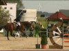 jumper Frascati 71 (Hanoverian, 2006, from For Edition)