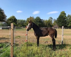 Springpferd Winnie Van het Scharreveld (Belgisches Warmblut, 2022, von Cote D'Or Z)