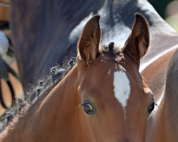 jumper Camillo vom Kastanienhof (Hanoverian, 2022, from Casalido)