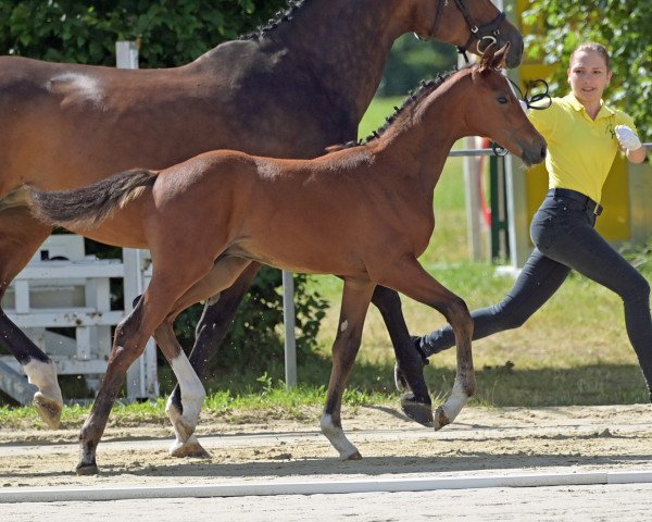 Springpferd Camillo vom Kastanienhof (Hannoveraner, 2022, von Casalido)