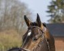 stallion Cote D'Or Z (Zangersheide riding horse, 2016, from Carambole)