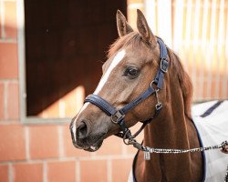 jumper Sunshine 715 (Nederlands Rijpaarden en Pony, 2013, from Kantje's Ronaldo)