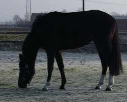 broodmare Chivas Crime Time (Westphalian, 2009, from Coronas 2)