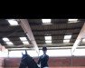 dressage horse Formidable Princess (Westphalian, 2017, from Sap Freudentaenzer)