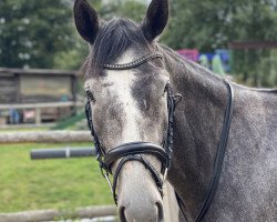 horse Tesfay (Mecklenburg, 2018, from Tuareg)