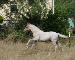 Pferd Menwyd Sinclair (Welsh-Cob (Sek. D), 2022, von Santiago)