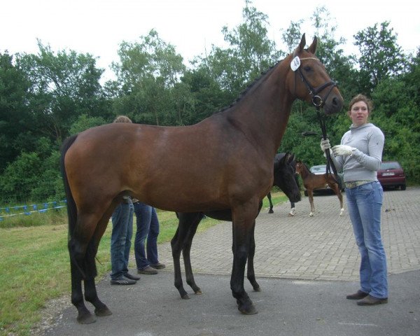 Zuchtstute Dakota (Hannoveraner, 2004, von Don Frederico)