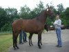 broodmare Dakota (Hanoverian, 2004, from Don Frederico)