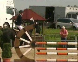 dressage horse Don Christobal 4 (Westphalian, 2006, from Don Bedo I)