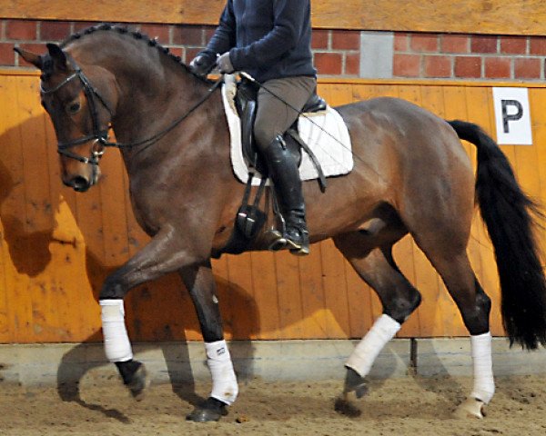 horse Donjou (Westphalian, 2005, from Don Larino 171 FIN)