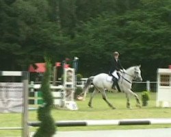 dressage horse Highlander 80 (Trakehner, 2004, from Tannenhof’s Solero TSF)