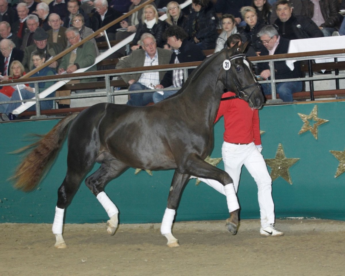 Deckhengst Dancing Diamond 18 (Westfale, 2009, von Diamond Hit)