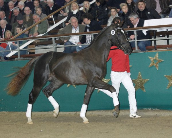 stallion Dancing Diamond 18 (Westphalian, 2009, from Diamond Hit)