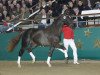 stallion Dancing Diamond 18 (Westphalian, 2009, from Diamond Hit)