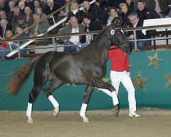 stallion Dancing Diamond 18 (Westphalian, 2009, from Diamond Hit)