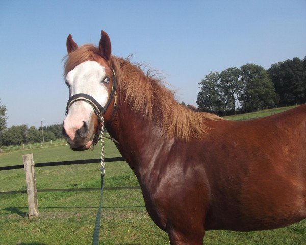 Pferd Ponyto Boy (Deutsches Reitpony, 2009, von Principal Boy)