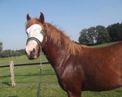 horse Ponyto Boy (German Riding Pony, 2009, from Principal Boy)