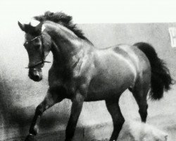 broodmare Samba Pa-ti (Hessian Warmblood, 1995, from Silvano)