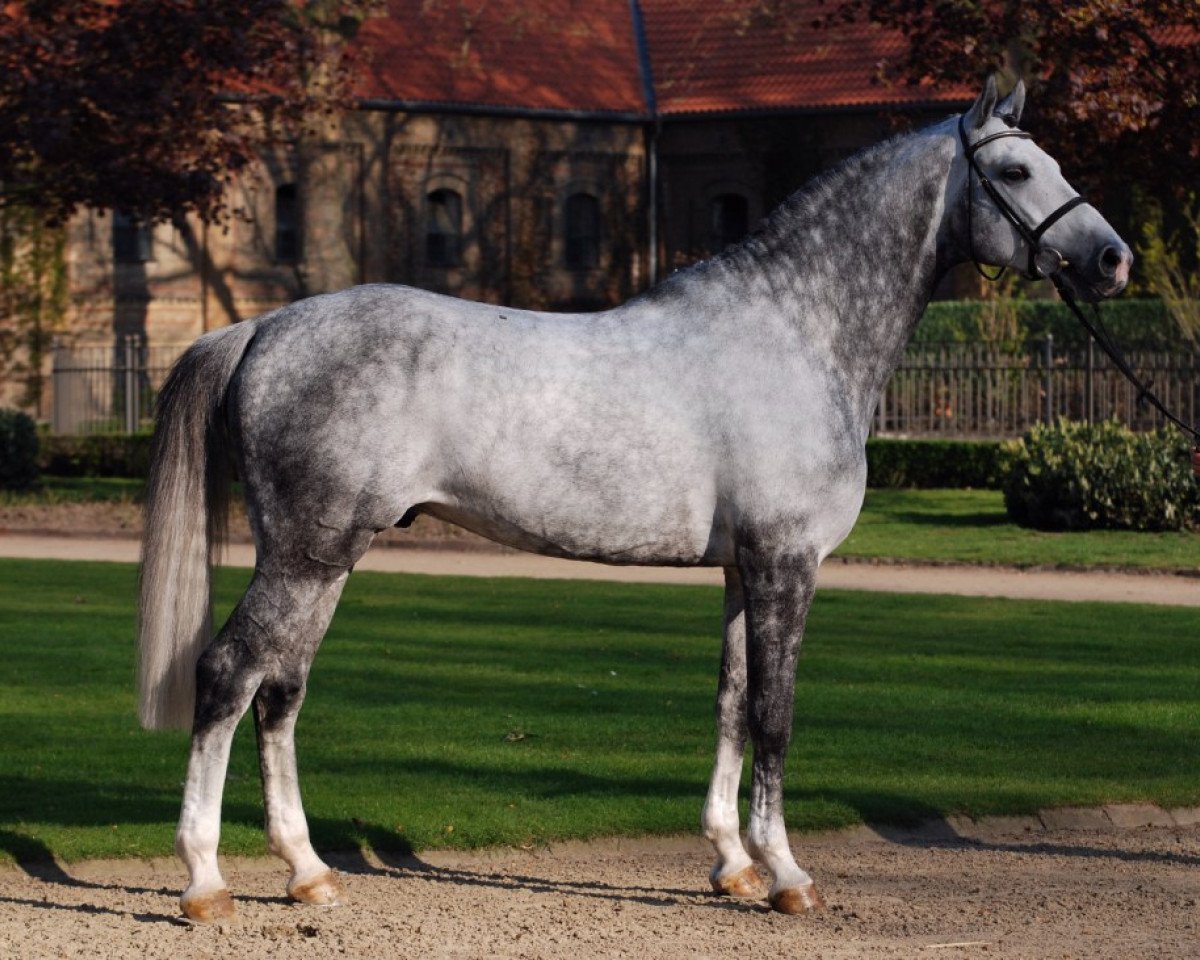 Deckhengst Cornado NRW (Westfale, 2003, von Cornet Obolensky)