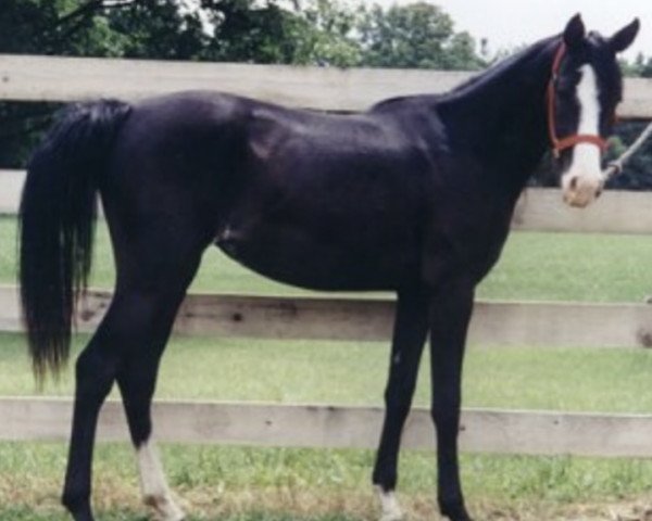 Zuchtstute RBA Shula (Arabisches Halbblut / Partbred,  , von Summit Coco N Creme)