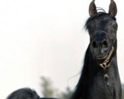 stallion Saud El Ameer ox (Arabian thoroughbred, 1977, from Adhem EAO)