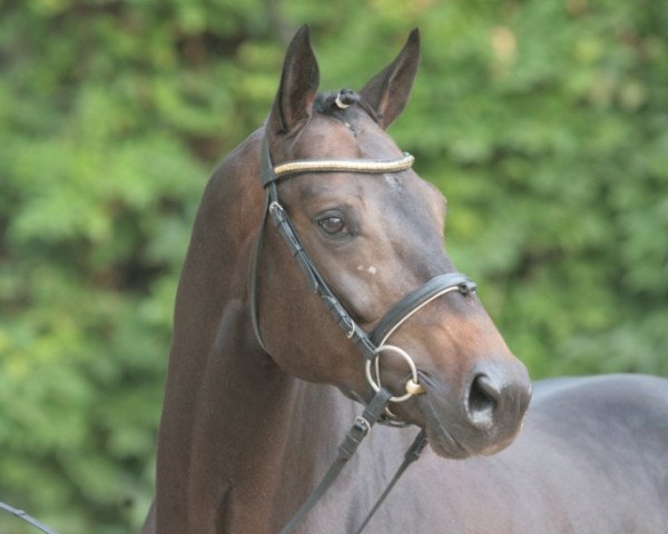 stallion Christiano (Westphalian, 2002, from Coriano)