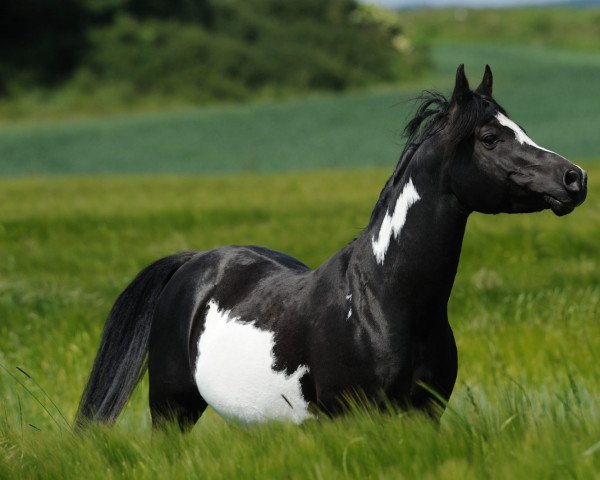 stallion El Shamir (Arab half breed / Partbred, 2002, from HP Amir El Sahar ox)