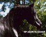 stallion HP Amir El Sahar ox (Arabian thoroughbred,  , from Saud El Ameer ox)