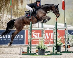 Springpferd Merlot de Muze (Belgisches Warmblut, 2012, von Darco)