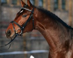 stallion Belarus (Westphalian, 2008, from Beltoni)