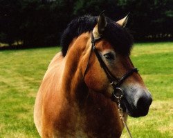 dressage horse Sempra (Rhenish-German Cold-Blood, 2002, from Semper)