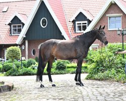 dressage horse Franziska 244 (Hanoverian, 2016, from Zack)