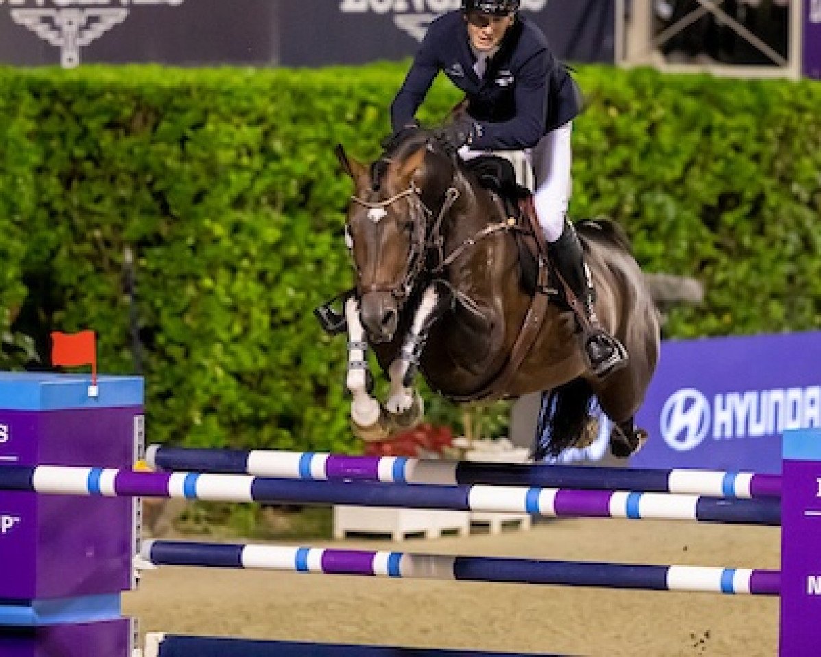 Deckhengst Kafka vd Heffinck (Belgisches Warmblut, 2010, von Calvaro Z)