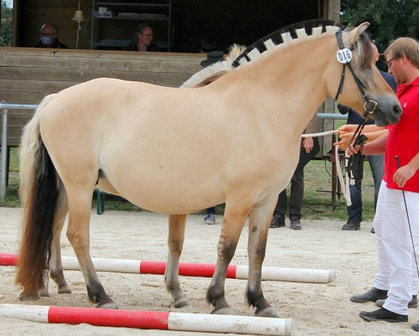 broodmare La Querida (Fjord Horse, 2010, from Kvest Halsnæs)