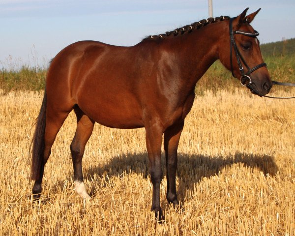 horse Laguna (Welsh-Pony (Section B), 2019, from Goro II)