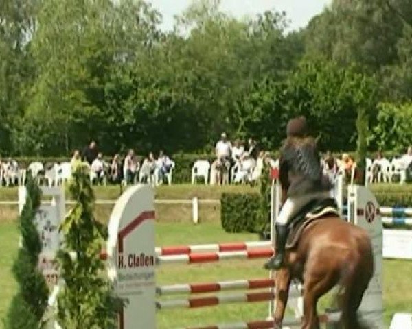 Springpferd Renoir 149 (Hannoveraner, 2003, von Rubin Royal OLD)