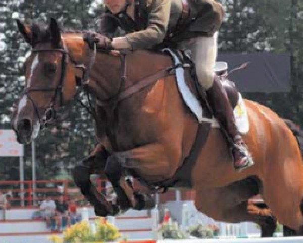 Zuchtstute Killossery Kruisette (Irish Sport Horse, 1994, von Cruising)
