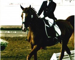 Pferd Bertine (Nederlands Rijpaarden en Pony, 1991, von Baccarat ox)