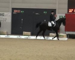 dressage horse Figo RH (Westphalian, 2003, from Florestan I)