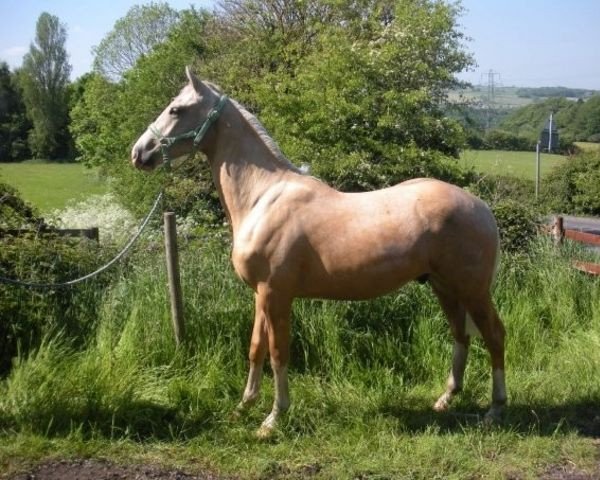 Pferd McJanus (Scottish Sports Horse, 2008, von McJonnas)